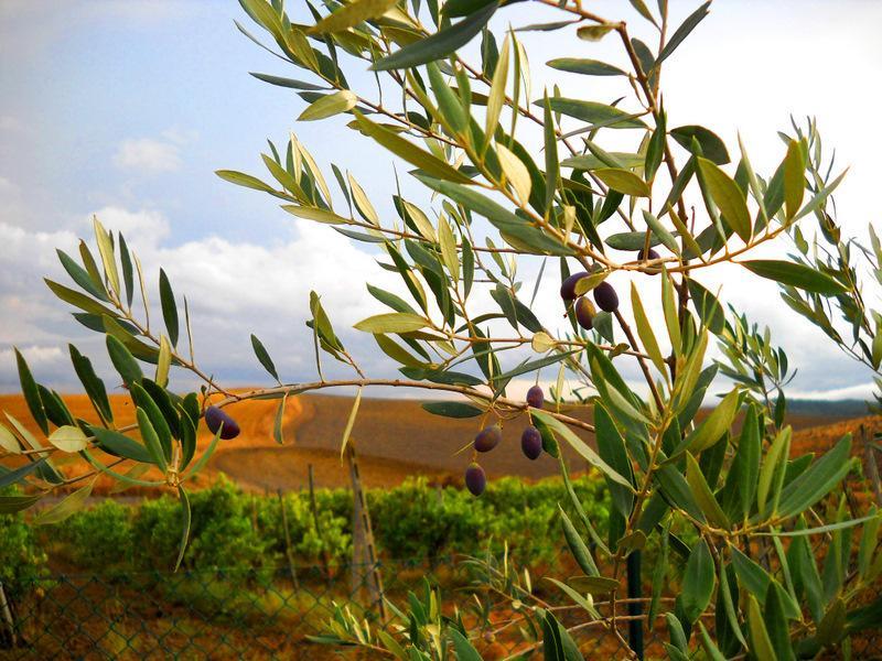 Il Canto Del Sole Monteroni dʼArbia Exterior foto